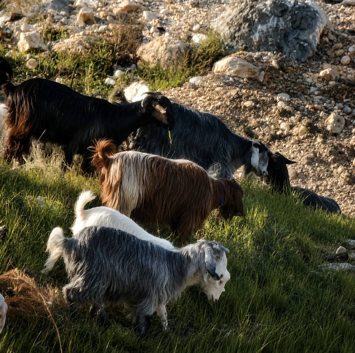 Cashmere goats grazing freely on mountain pastures in Turkey